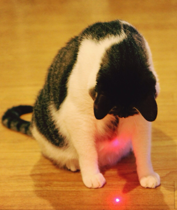 Close-Up Of Cat