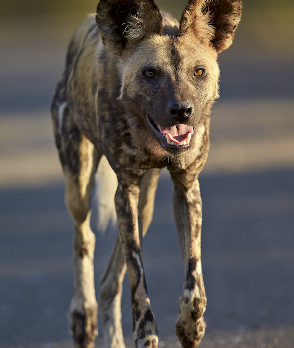 African Wild Dog, African Hunting Dog, or Cape Hunting Dog (Lycaon pictus) running, Kruger National Park, South Africa