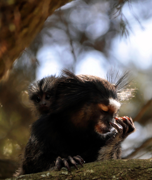 Marmoset monkeys