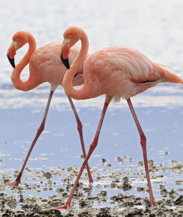 Ecuador, Galapagos Islands, Floreana, Punta Cormorant, two pink flamingos walking side by side in a lagoon