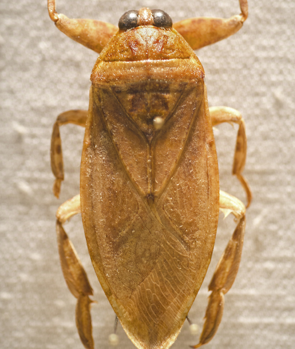 Taxidermy