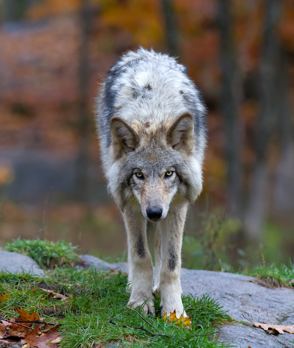 Timber Wolf