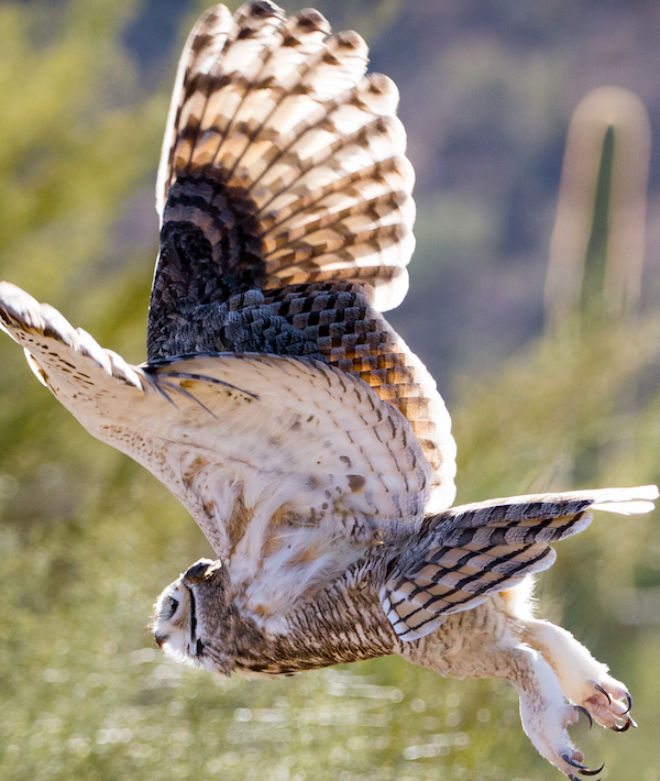 Great Horned Owl