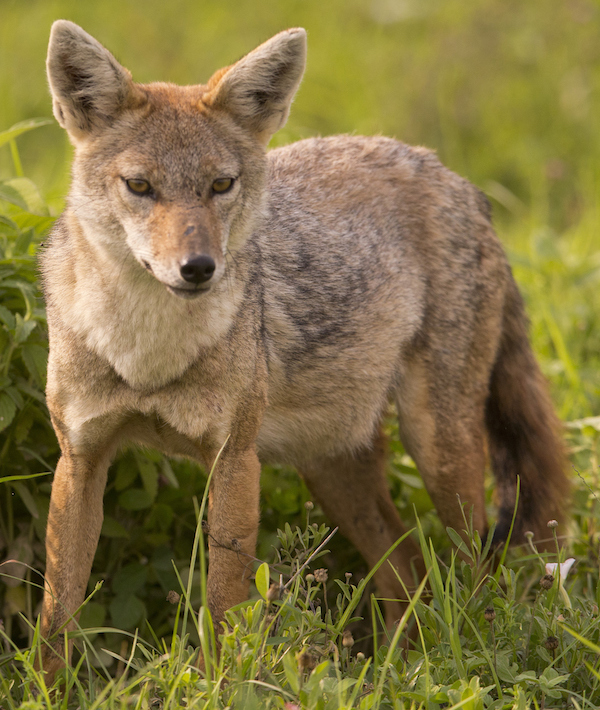Golden Jackal