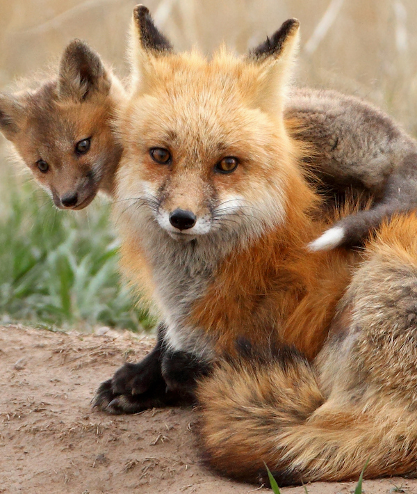 Red fox