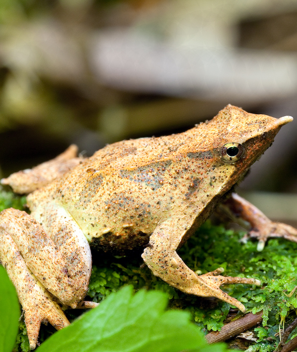 Rhinoderma darwinii, Darwin's Frog, Chile