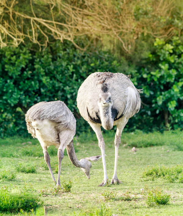 Two Ñandú (common Rhea), Maldonado, Uruguay