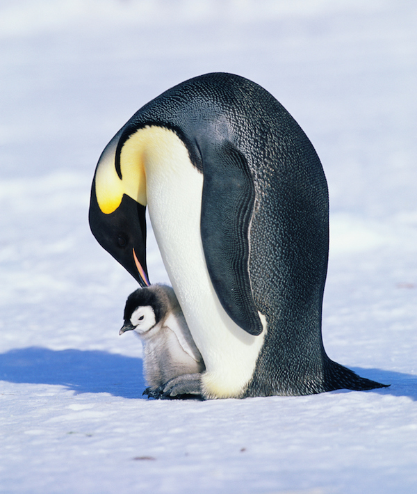 Emperor penguin and chick (Aptenodytes forsteri) Emperor penguin and chick (Aptenodytes forsteri)