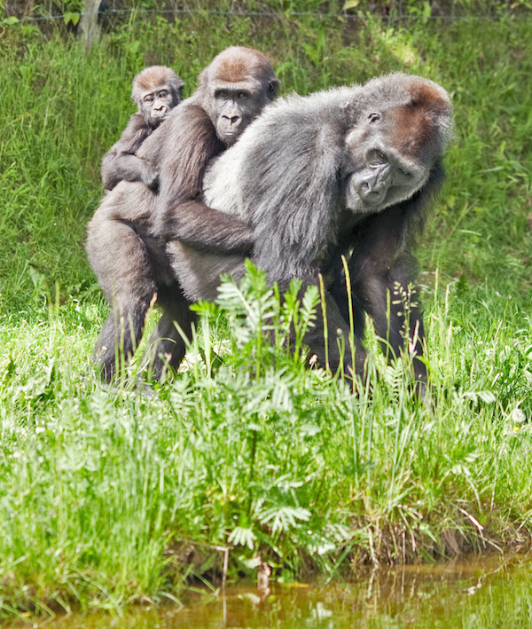 Silverback gorillas