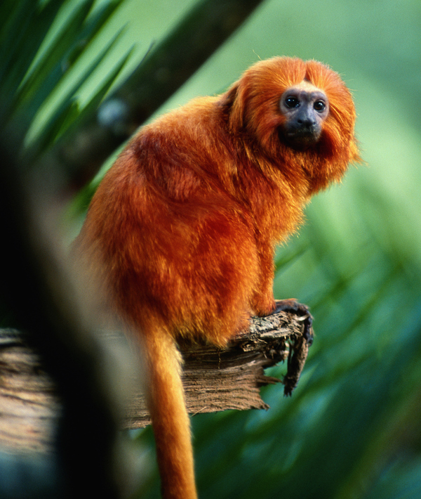 Golden lion tamarin (Leontopithecus rosalia) sitting, close up