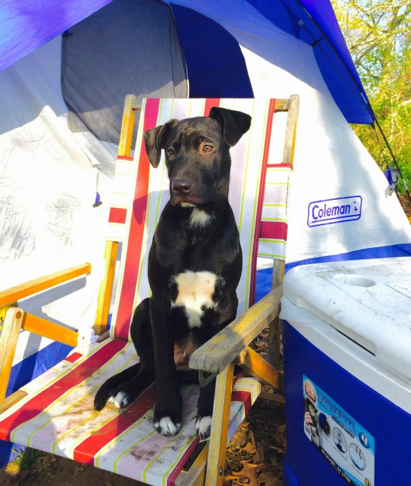 170598-pets-shade.jpg