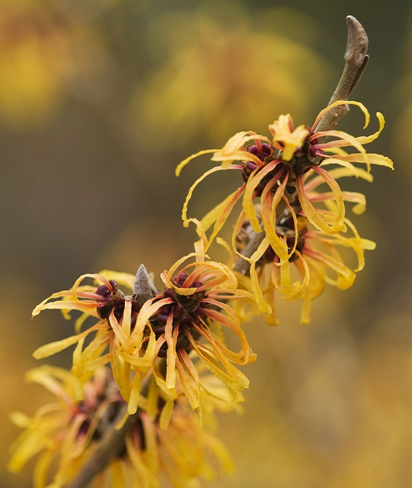 Blossoming flowers