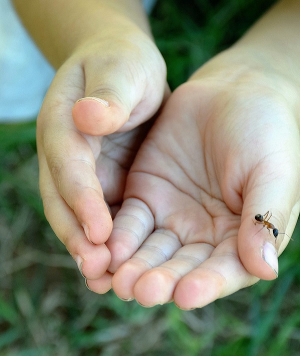 171285-ant-child-hands.jpg