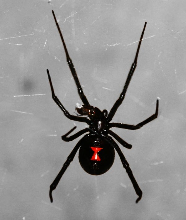 171684-black-widow.jpg