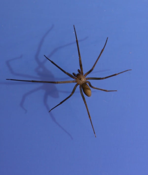 171685-brown-recluse.jpg