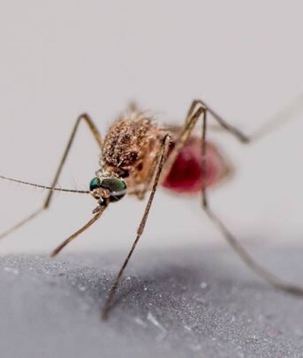 171686-mosquito.jpg