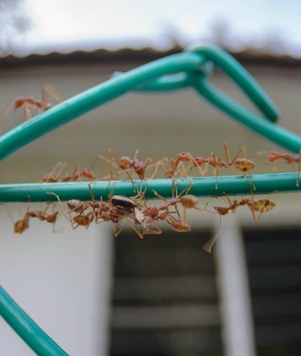 171687-fire-ants.jpg