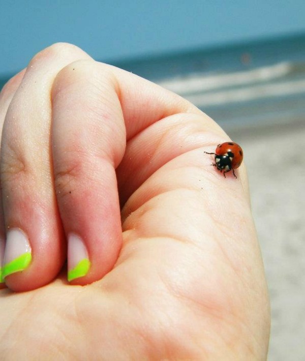 171688-lady-bug-hand.jpg 171688-lady-bug-hand.jpg