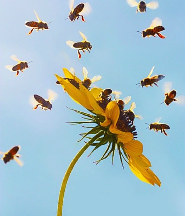 171689-honey-bees.jpg