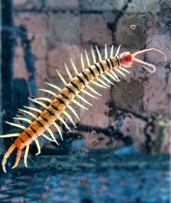 171690-centipede.jpg