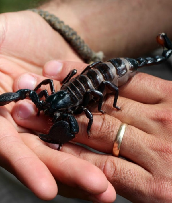 171692-scorpion.jpg