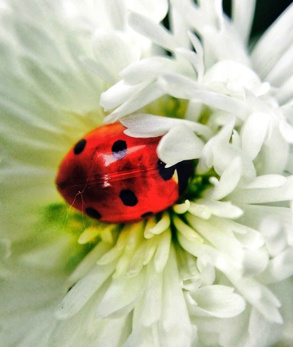 171693-lady-bug.jpg