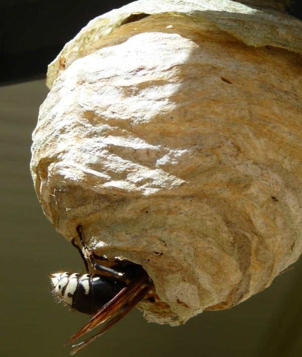 171695-wasp-nest.jpg