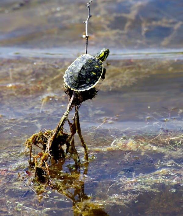 171696-turtle.jpg
