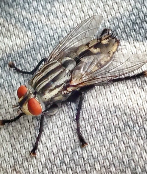 171697-horsefly.jpg