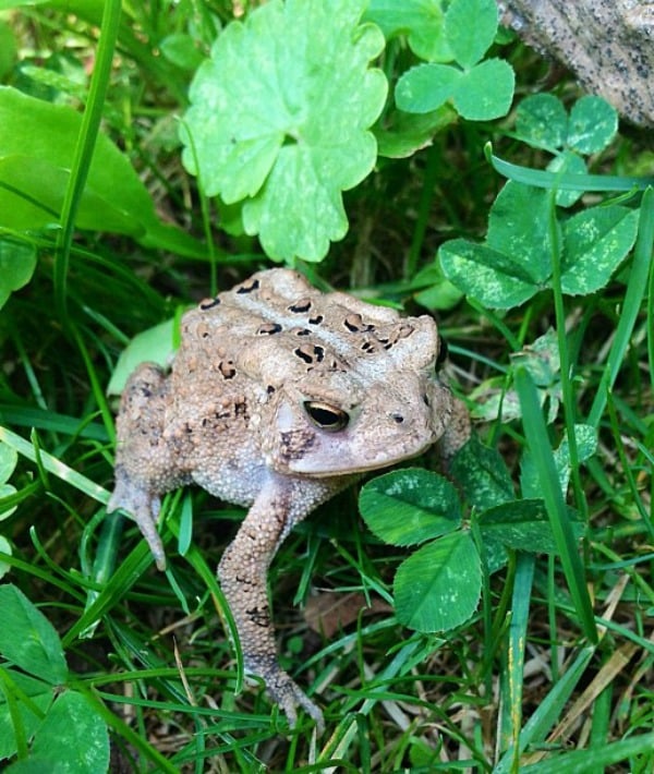 171698-toads.jpg