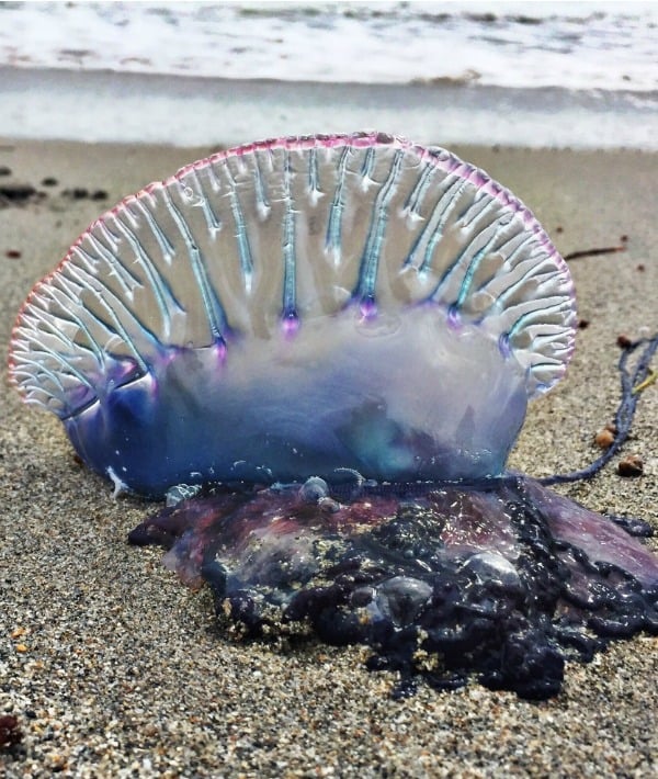 171699-man-o-war.jpg