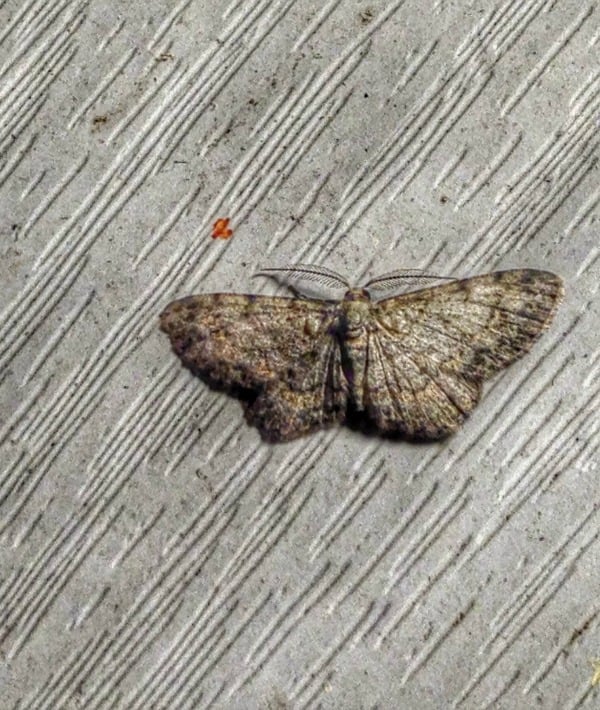 171700-moth.jpg