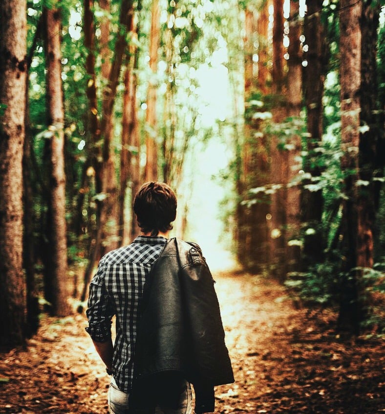 171744-forest.jpg