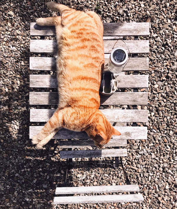 High Angle View Of Cat On Table