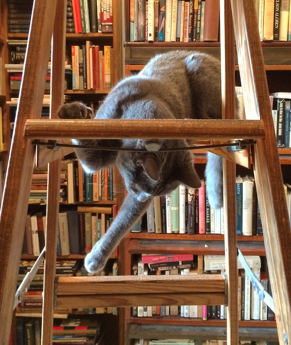 Close-Up Of Cat Playing On Ladder In Library