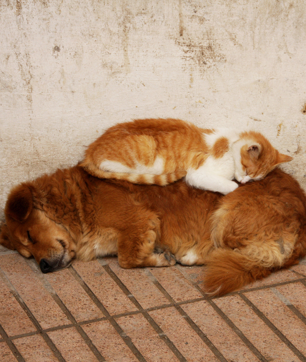 Dog and cat taking a nap