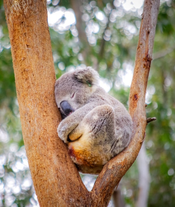 Cute adult koala from australia sleeping on tree Cute adult koala from australia sleeping on tree