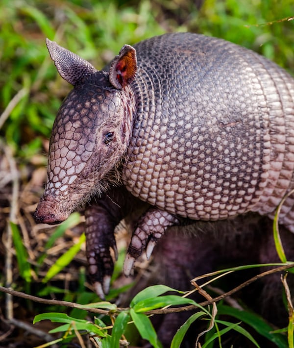 Nine banded armadillo