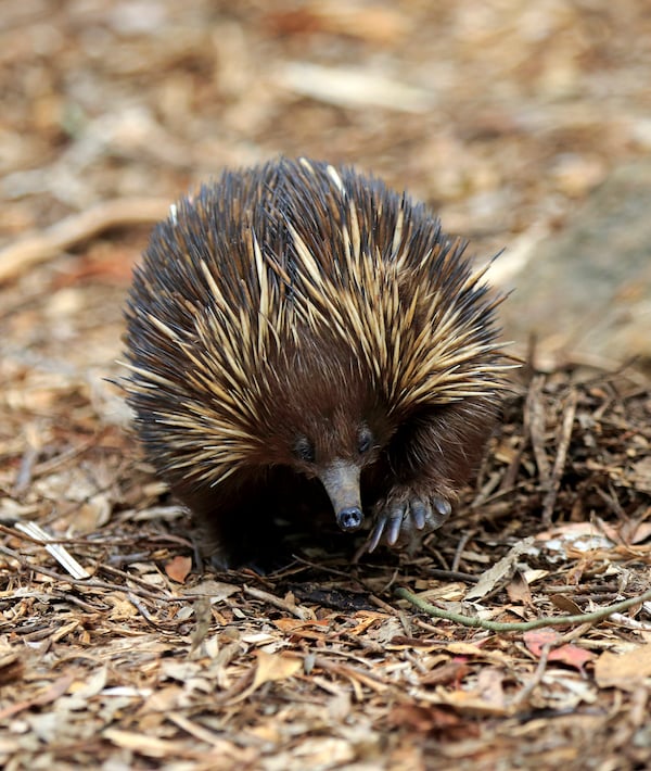 Short beaked echidna