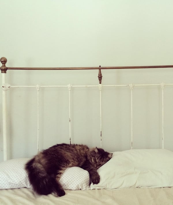 Sleeping Kitty
