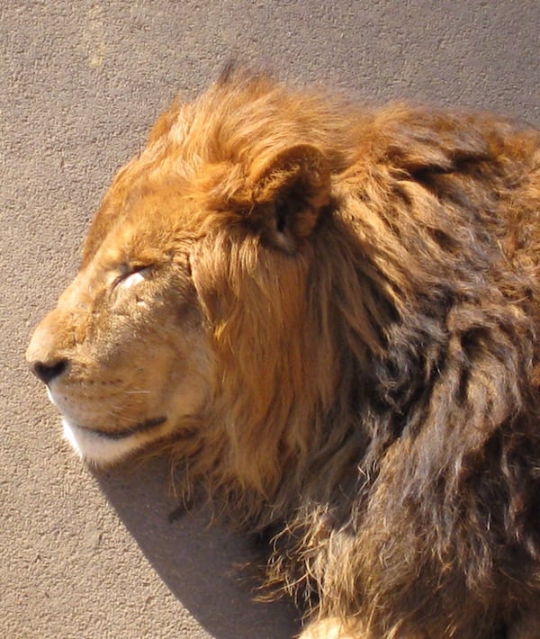 High Angle View Of Lion Sleeping On Street