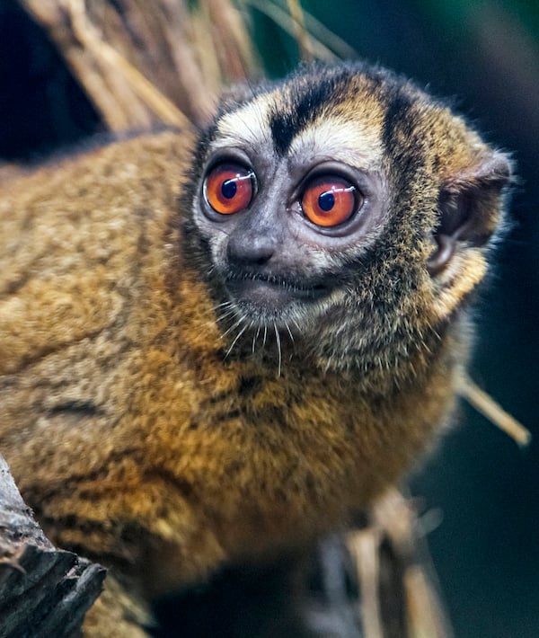 Brown owl monkey