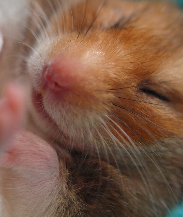 Close-Up Of Hamster