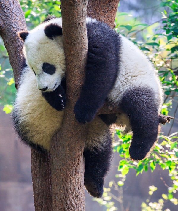 Panda Cubs Sleeping On Tree