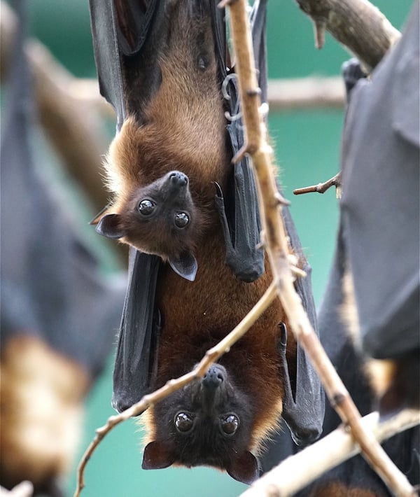 Close-Up Of Flying Foxes Hanging On Tree