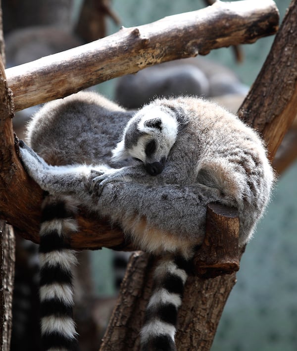 Lemur Sleeping On Branch