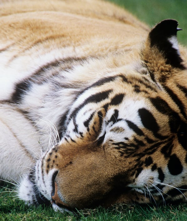 Sleeping tiger