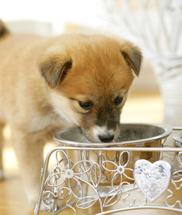 Puppy drinking water