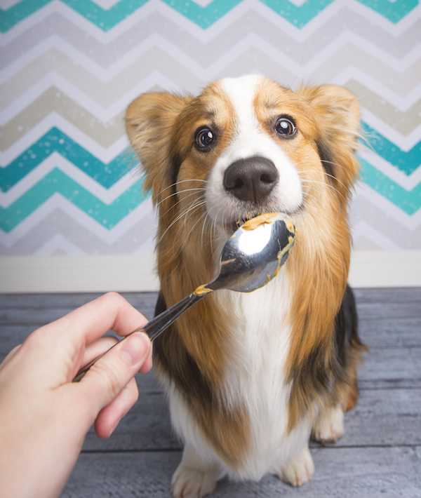 Feeding the Dog a Treat
