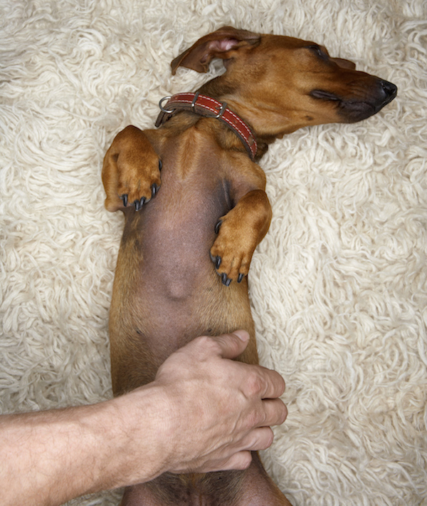 Dachshund Getting Belly Rubbed on Shag Carpeting